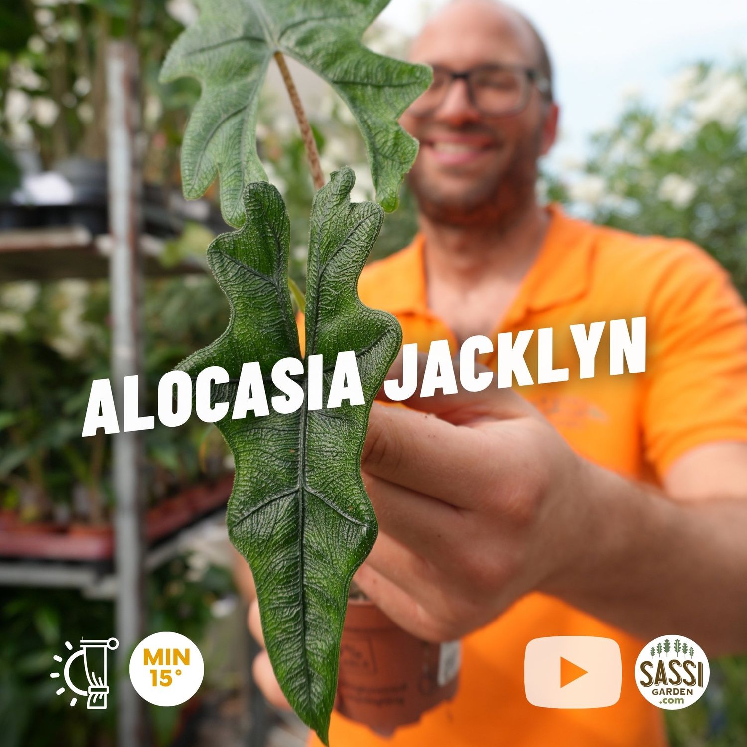 Alocasia 'Jacklyn' - vaso Ø9 cm
