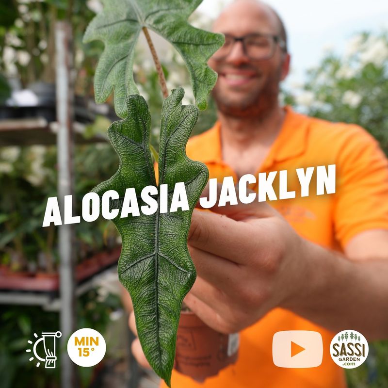 Alocasia 'Jacklyn' - vaso Ø9 cm Alocasia 'Jacklyn' - vaso Ø9 cm