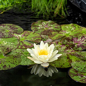 Nymphaea 'Marilacea Chromatella', Ninfea - cestino 11 cm
