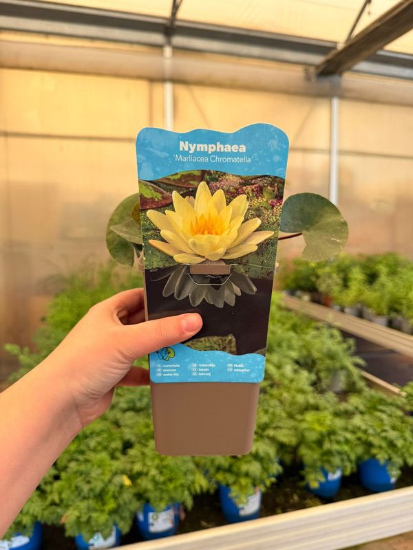 Nymphaea 'Marilacea Chromatella', Ninfea - cestino 11 cm
