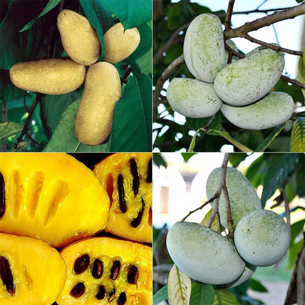 Asimina triloba sunflower, Banano del Nord, Banano di Montagna, Paw Paw - vaso Ø18 cm, h