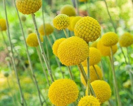 Craspedia Globosa 'Golf Beauty' - vaso Ø15 cm