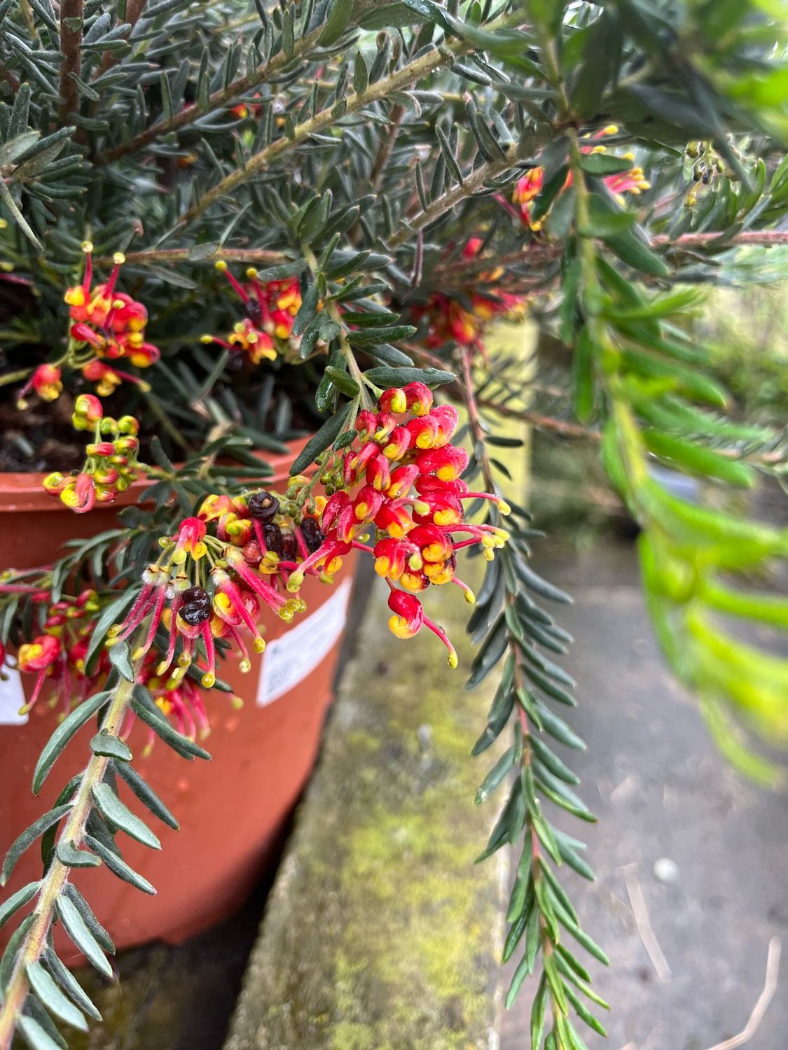 Grevillea 'Fireworks' - pot Ø24 cm Grevillea 'Fireworks' - pot Ø24 cm