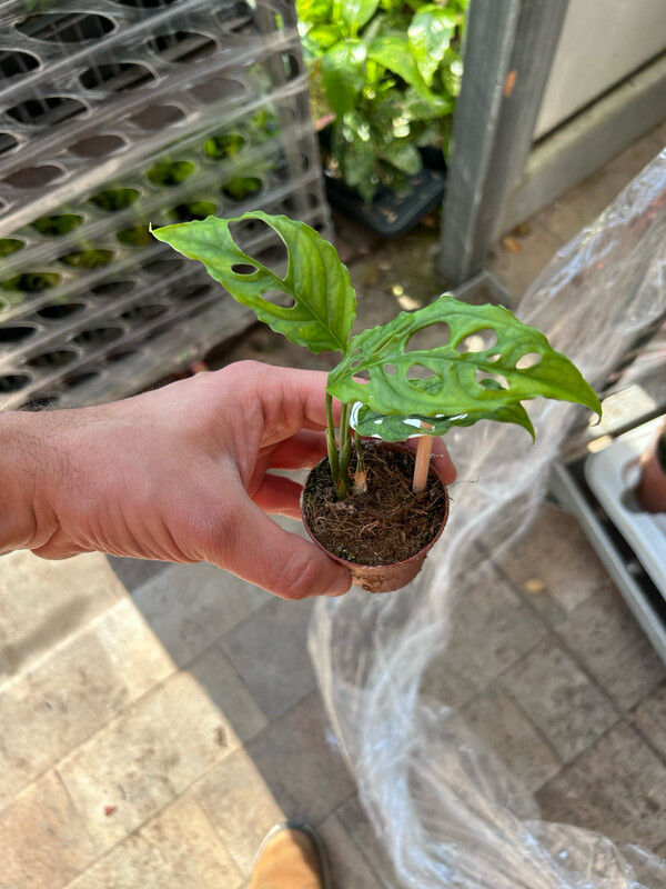Monstera obliqua Peru - vaso Ø6 cm