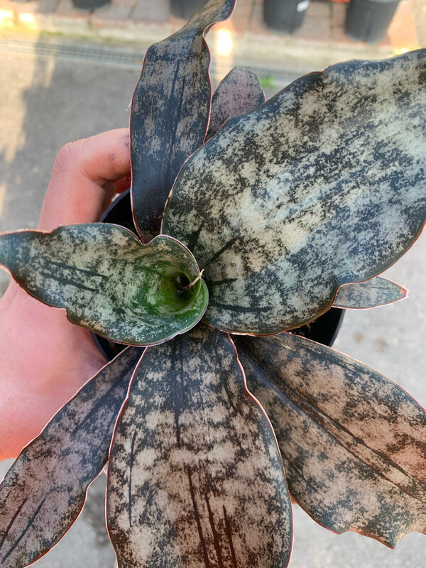 Sansevieria 'Star Canyon Granite' - vaso Ø12 cm