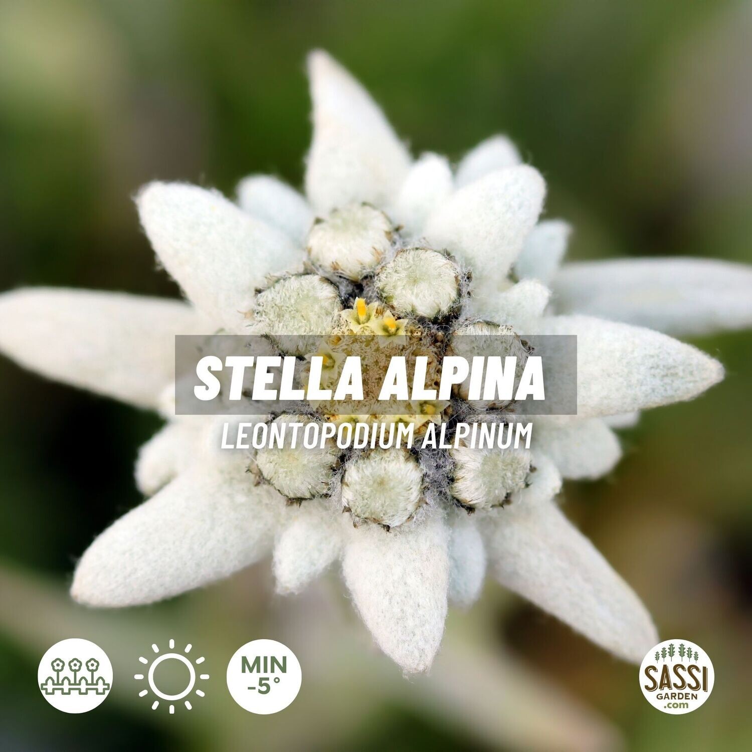 Leontopodium alpinum, Stella alpina - vaso Ø11 cm quadro