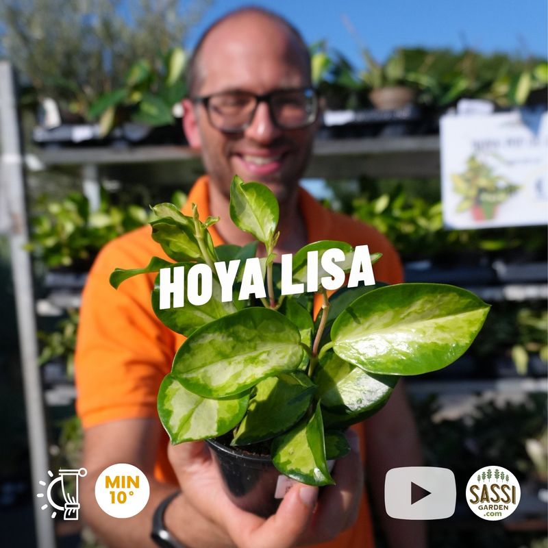 Hoya australis 'Lisa', Fiore di cera - vaso Ø10 cm Hoya australis 'Lisa', Fiore di cera - vaso Ø10 cm