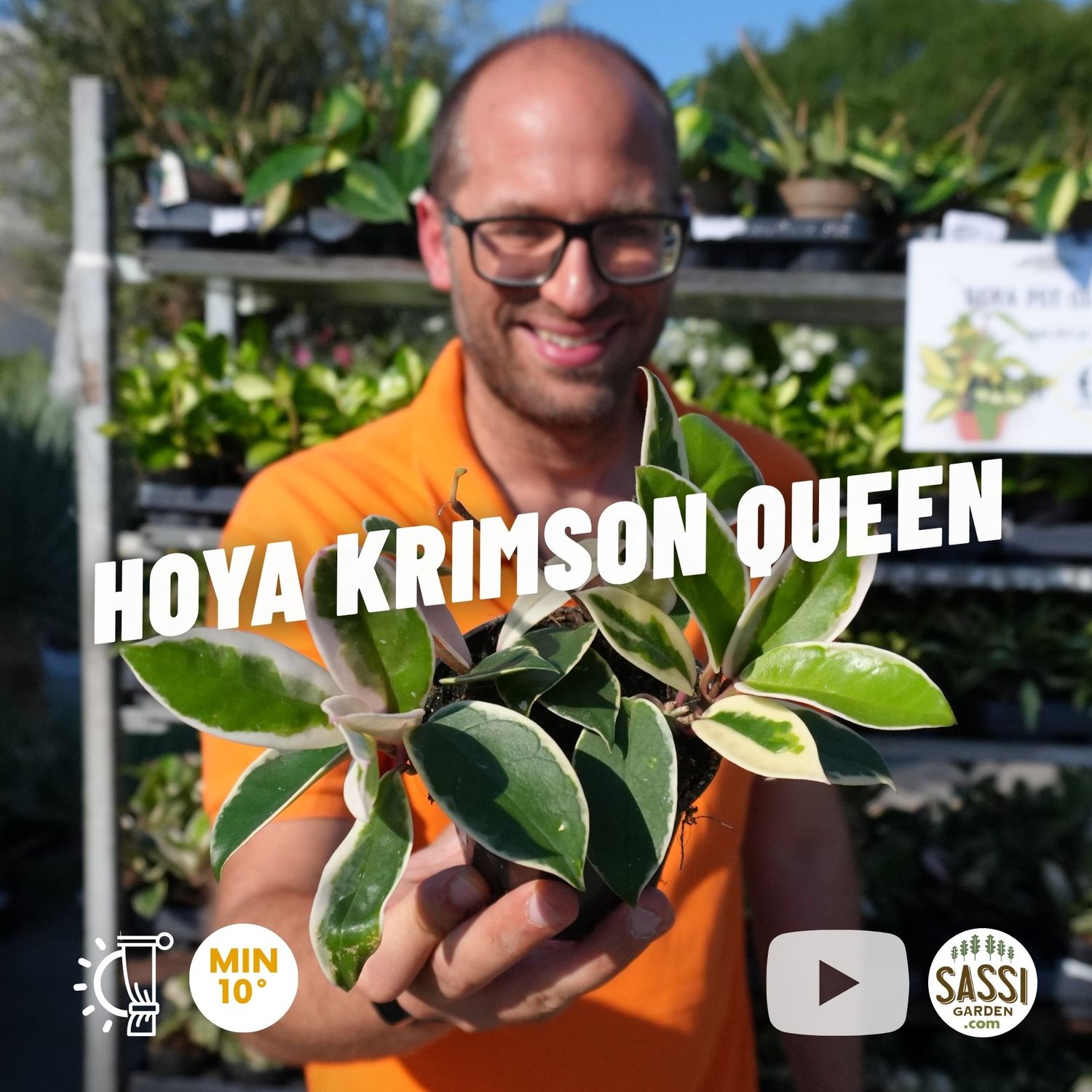 Hoya carnosa 'Krimson Queen', Fiore di Cera - vaso Ø10 cm