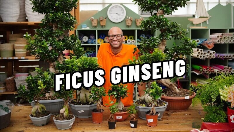 Bonsai Ficus Ginseng, Ficus microcarpa - vaso Ø12 cm