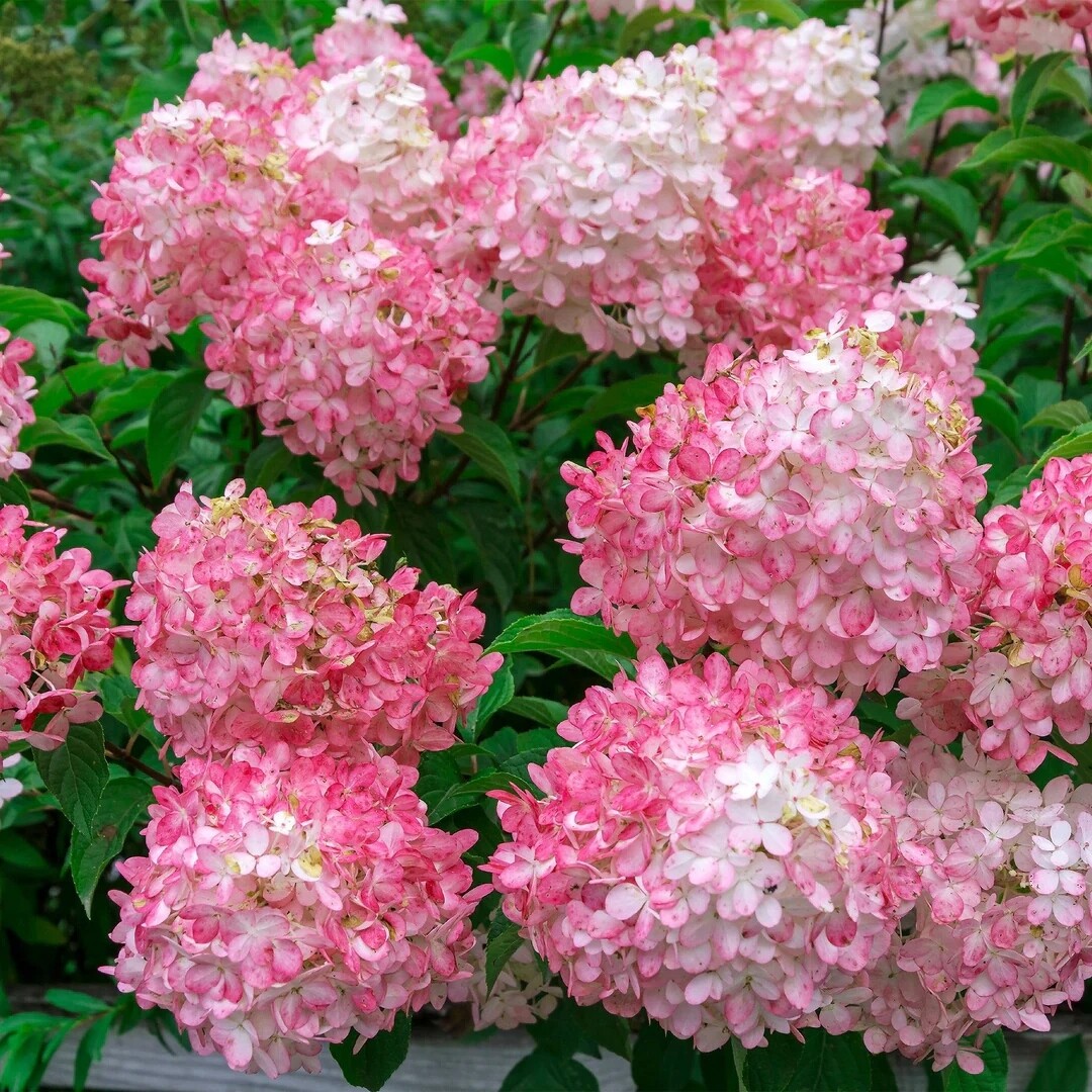 Ortensia paniculata 'Pink Lady', Hydrangea - vaso Ø19 cm
