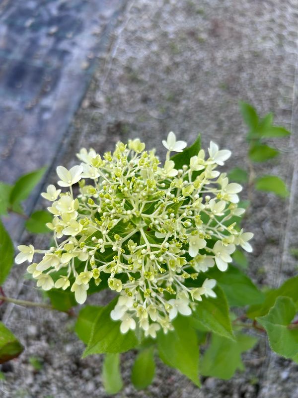 Ortensia Paniculata, Hydrangea paniculata 'Graffiti' - vaso Ø19 cm