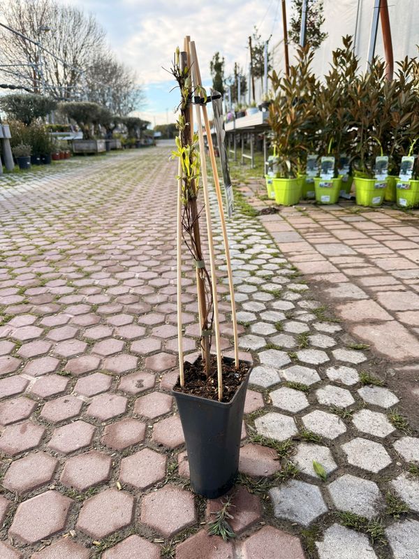 Clematis 'Bateman', Clematide - vaso Ø17 cm