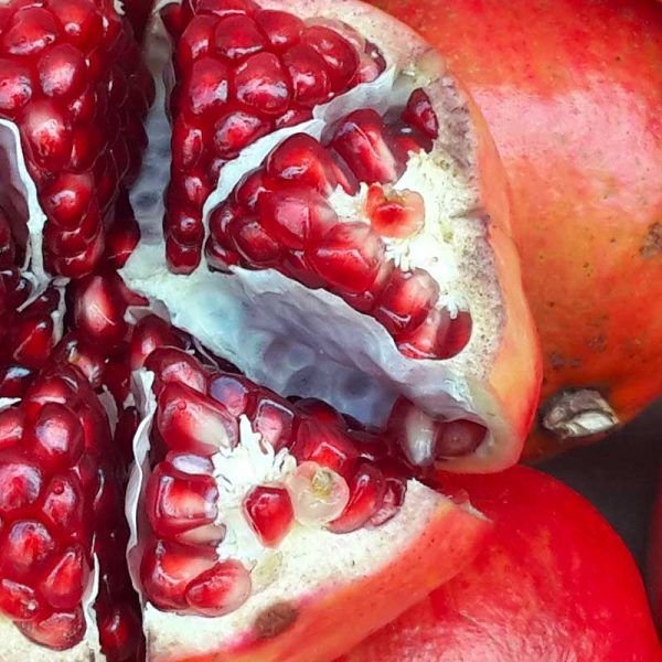 Melograno, Punica granatum 'Acco' - In pack Melograno, Punica granatum 'Acco' - In pack