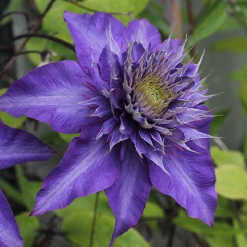 Clematide, Clematis 'Multi Blue' - vaso Ø17 cm, h 50-60 cm Clematide, Clematis 'Multi Blue' - vaso Ø17 cm, h 50-60 cm