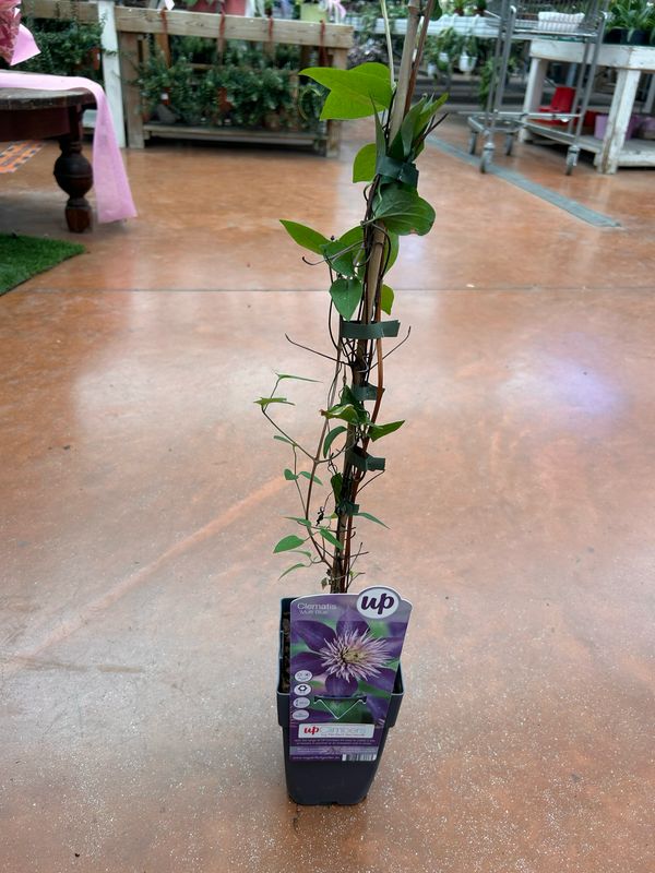 Clematide, Clematis 'Multi Blue' - vaso Ø17 cm, h 50-60 cm