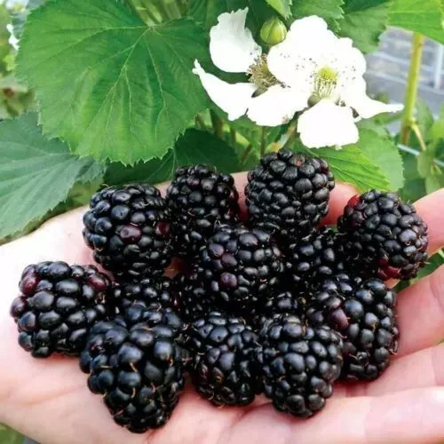 Rubus fruticosus ' Dirksen ', Mora Gigante Precoce rifiorente senza spine - vaso Ø18 cm SCD