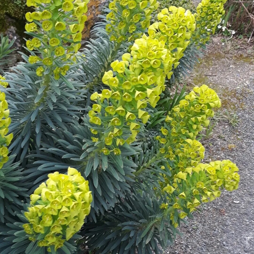 Euphorbia characias wulfenii, Euforbia delle balze - vaso Ø17 cm