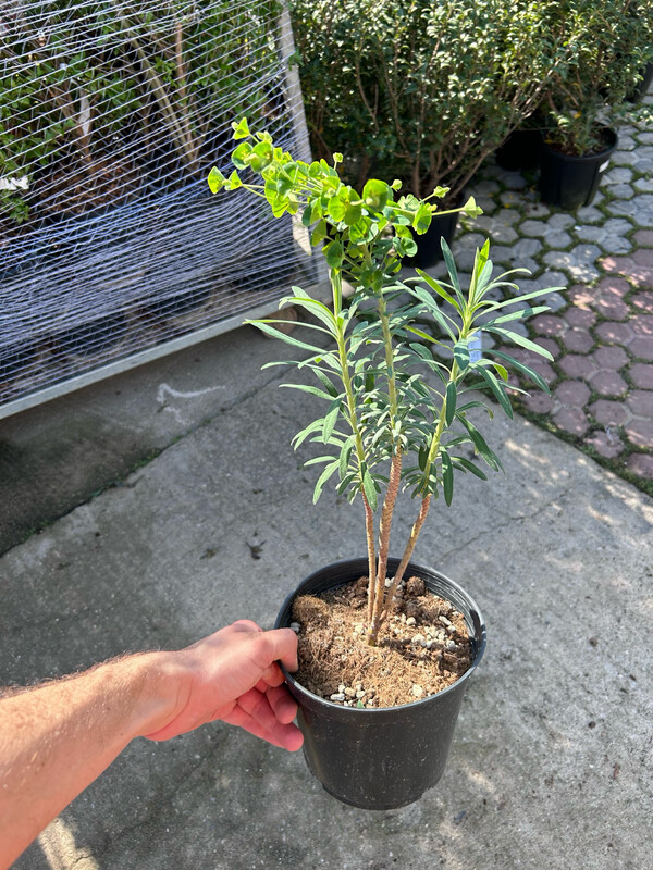 Euphorbia characias wulfenii, Euforbia delle balze - vaso Ø17 cm