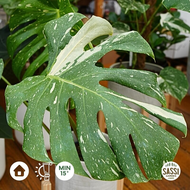 Monstera deliciosa 'Thai Constellation' - vaso Ø21 , h 70 cm fuori vaso