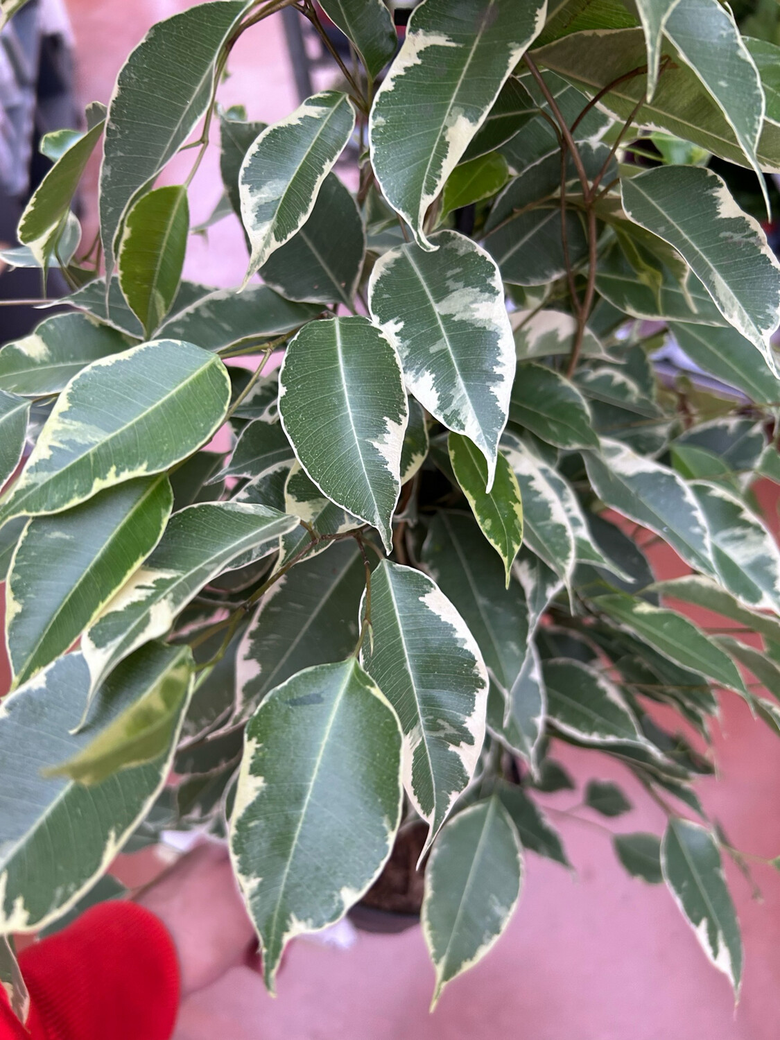 Ficus benjamina 'Golden King', Fico di Benjamin 'Golden King' - vaso Ø17 cm  h 60