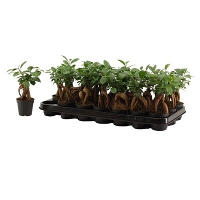 Bonsai Ficus Ginseng, Ficus microcarpa - vaso Ø6 cm