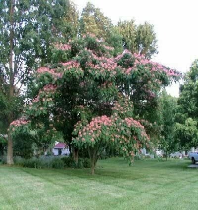 Albizia julibrissin, Acacia di Costantinopoli, Gaggia - vaso Ø18 cm, h 100 cm