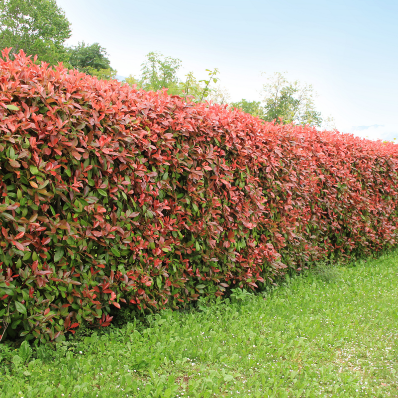 Photinia x fraseri, Photinia Red Robin, Fotinia - vaso Ø24 cm, h 120 cm
