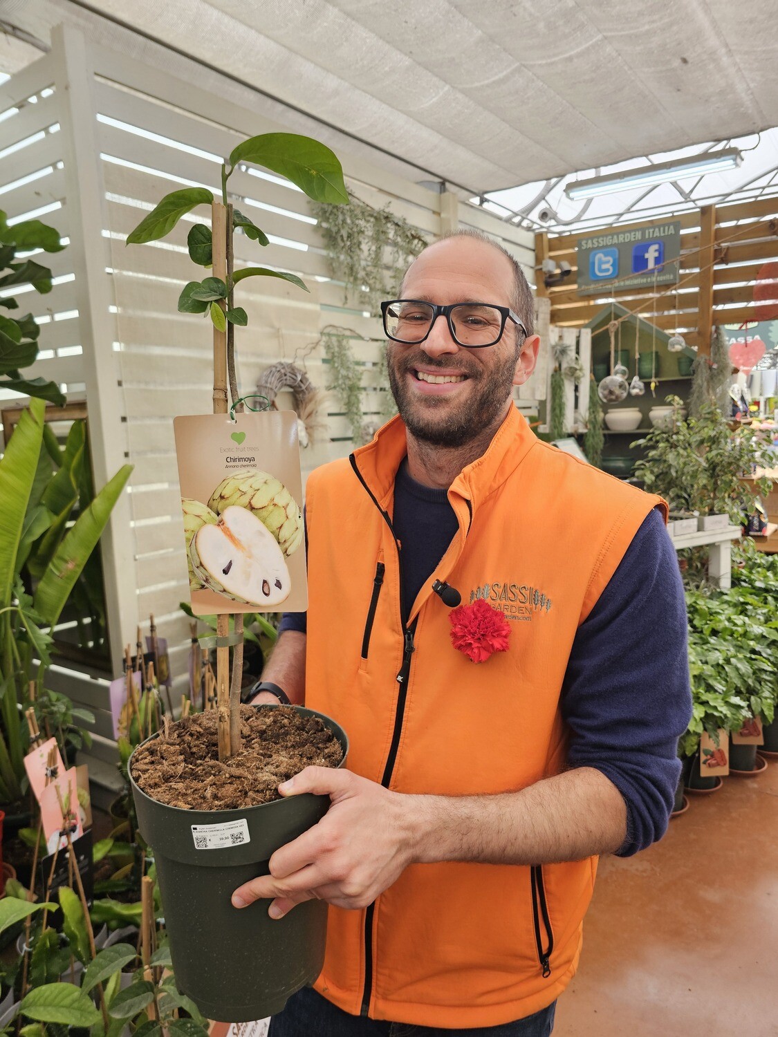 Annona Cherimola, Chirimoya, Cirimoia - vaso Ø23 cm