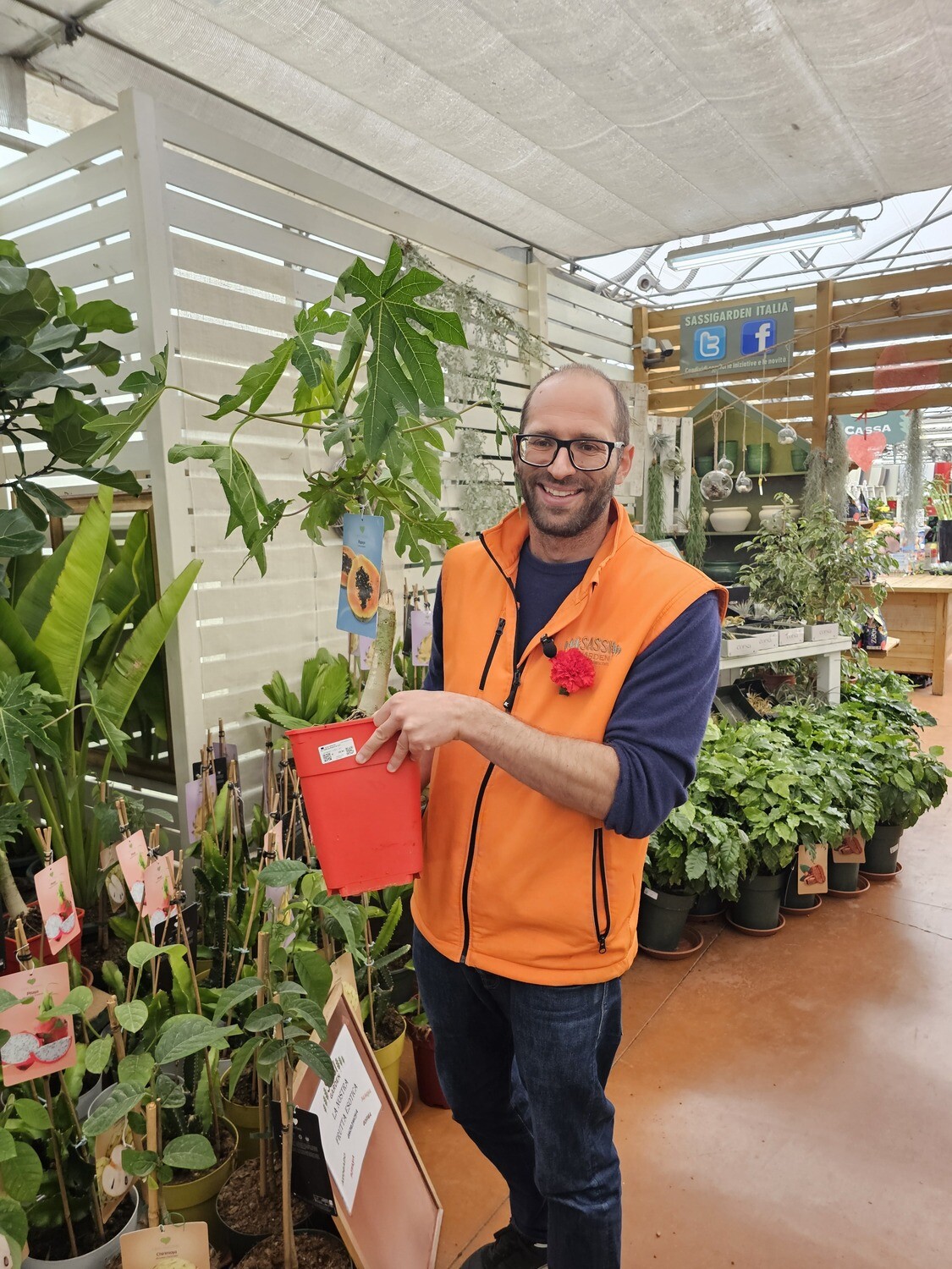 Carica papaya, Papaya - vaso Ø19 cm