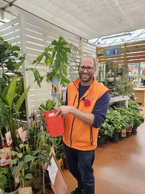 Carica papaya, Papaya - vaso Ø19 cm