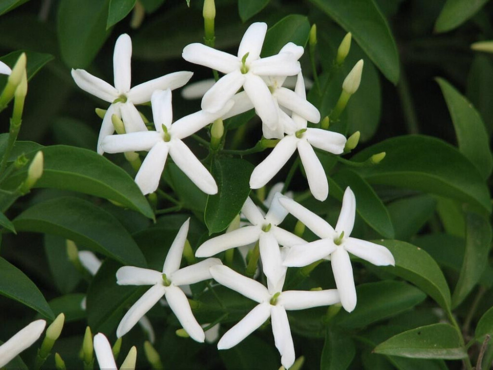 Jasminum azoricum, Gelsomino trifogliato - vaso Ø20 cm