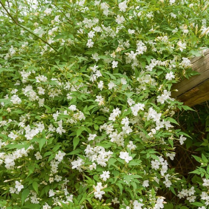 Jasminum officinale, Gelsomino comune - vaso Ø18 cm Jasminum officinale, Gelsomino comune - vaso Ø18 cm