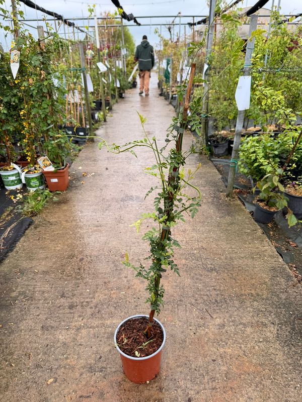 Jasminum officinale, Gelsomino comune - vaso Ø18 cm