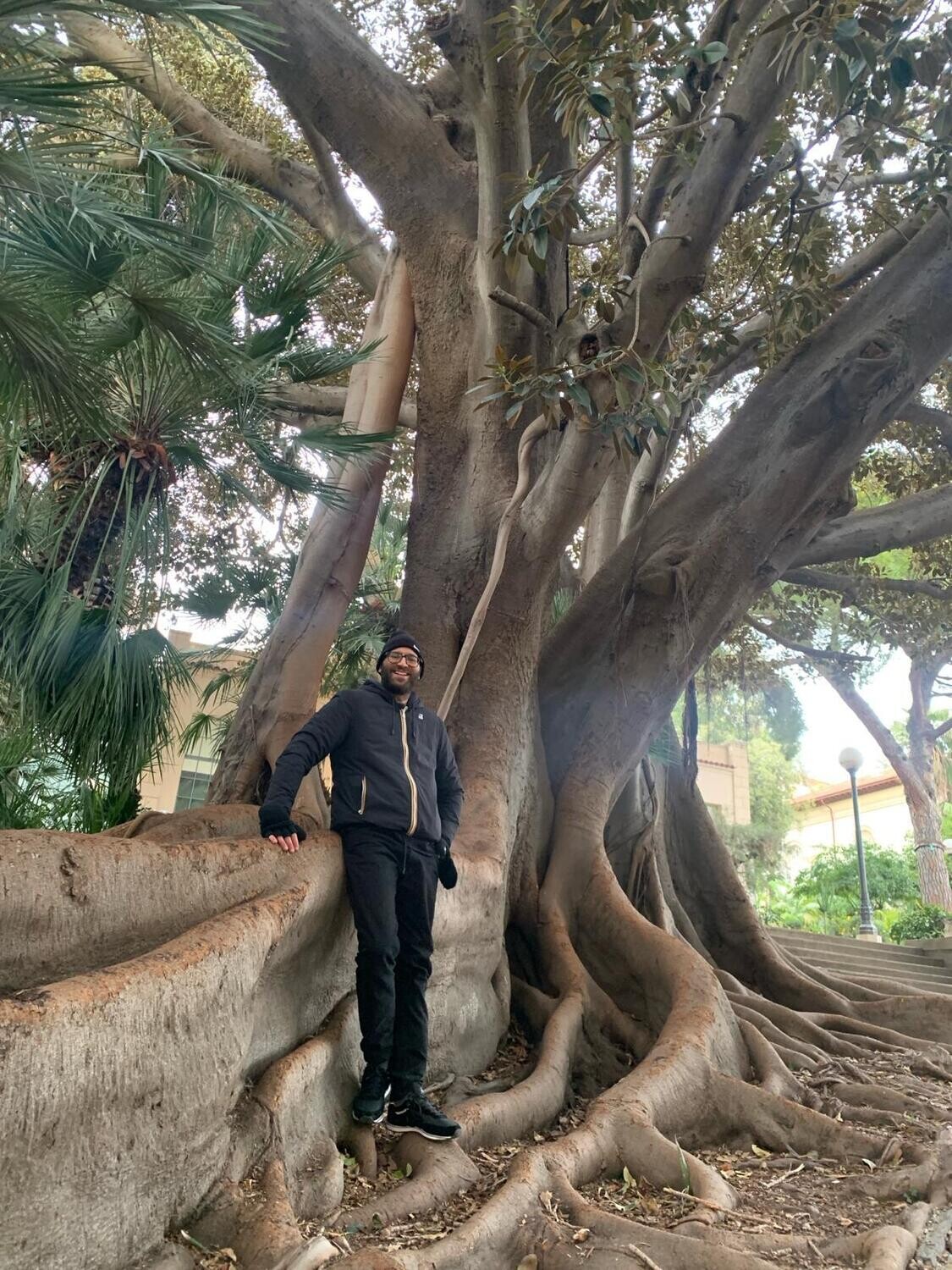 Ficus Australis, Ficus di Port Jackson, Fico australiano - vaso Ø28 cm circ 8-10