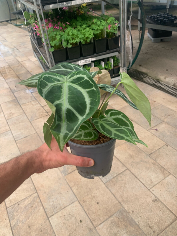 Anthurium chrystallinum, Anturium cristallino - vaso Ø12 cm