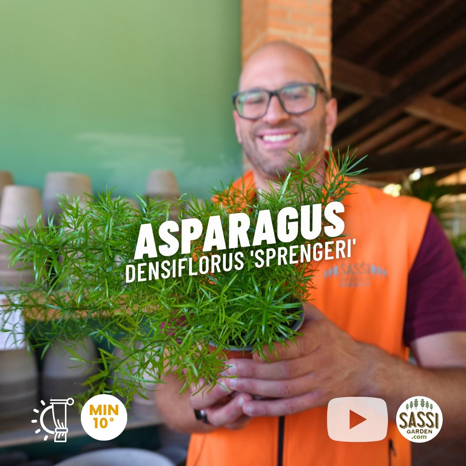 Asparagina, Asparagus densiflorus 'Sprengeri' - vaso Ø12 cm Asparagina, Asparagus densiflorus 'Sprengeri' - vaso Ø12 cm