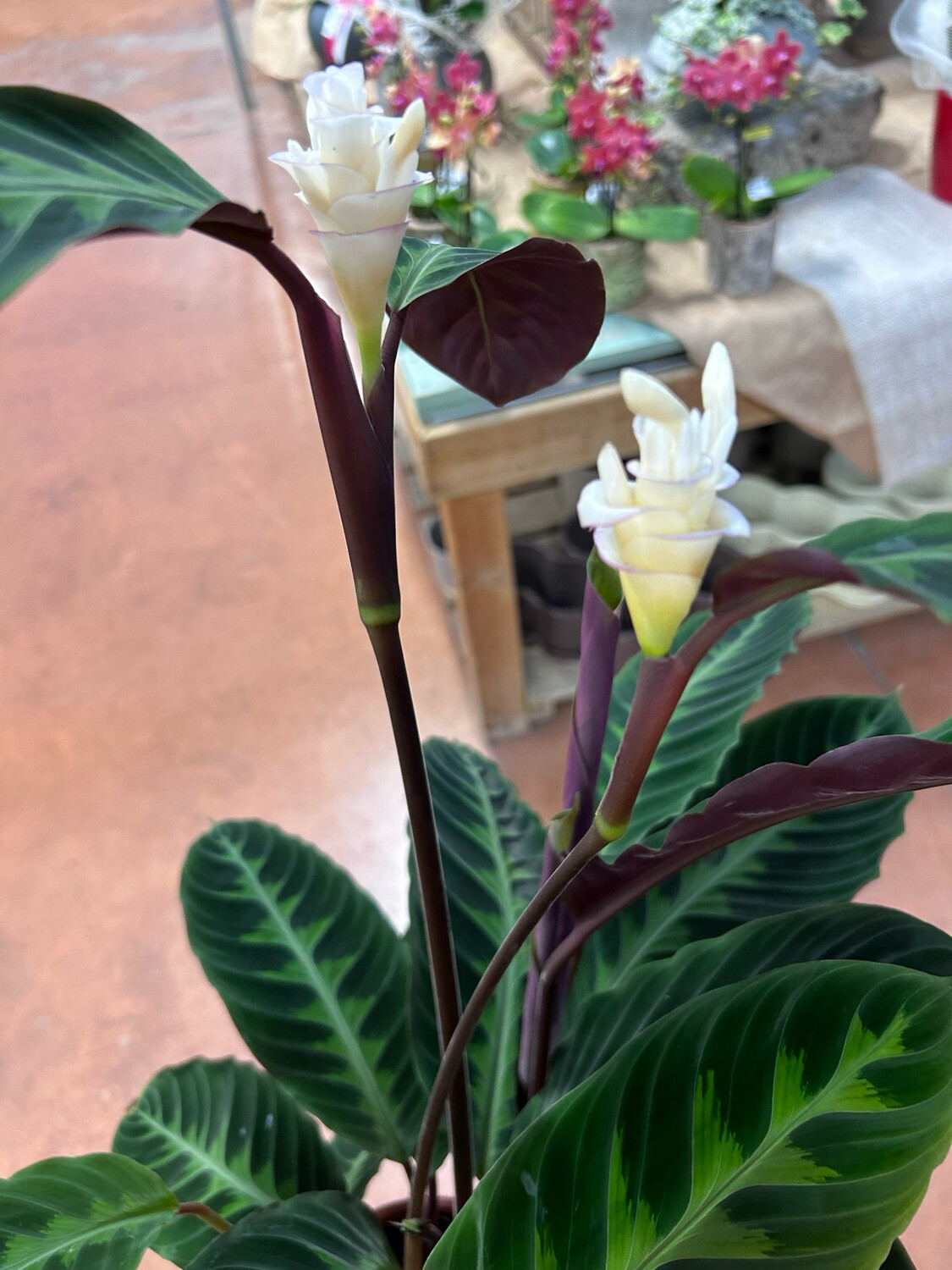 Calathea warscewiczii - vaso Ø12 cm