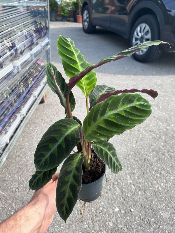 Calathea warscewiczii - vaso Ø12cm