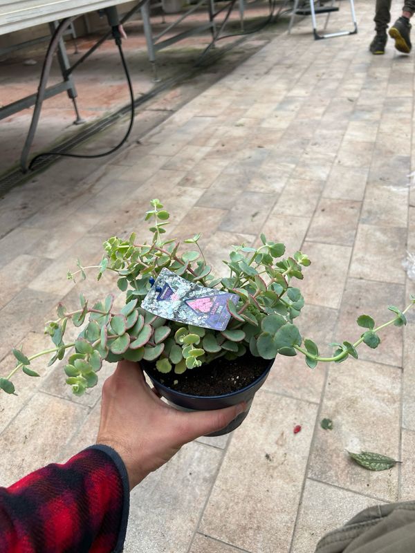 Erba Teresina, Sedum Sieboldii - vaso Ø12   cm