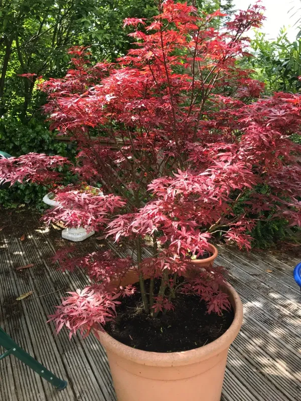 Acer palmatum 'Shaina', Acero giapponese Shaina - vaso Ø 23cm Acer palmatum 'Shaina', Acero giapponese Shaina - vaso Ø 23cm