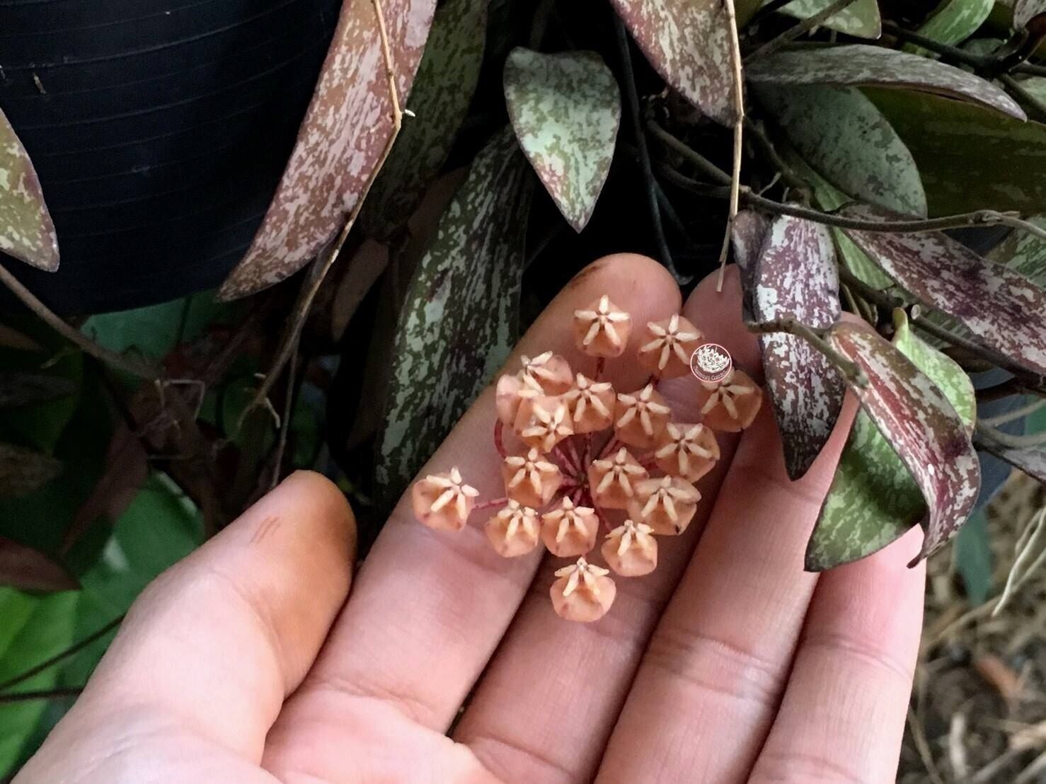Hoya Sigillatis vaso Ø12 cm