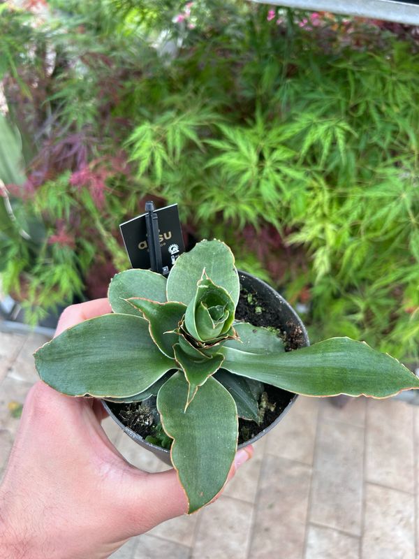 Sansevieria 'Star Rose' - vaso Ø12 cm