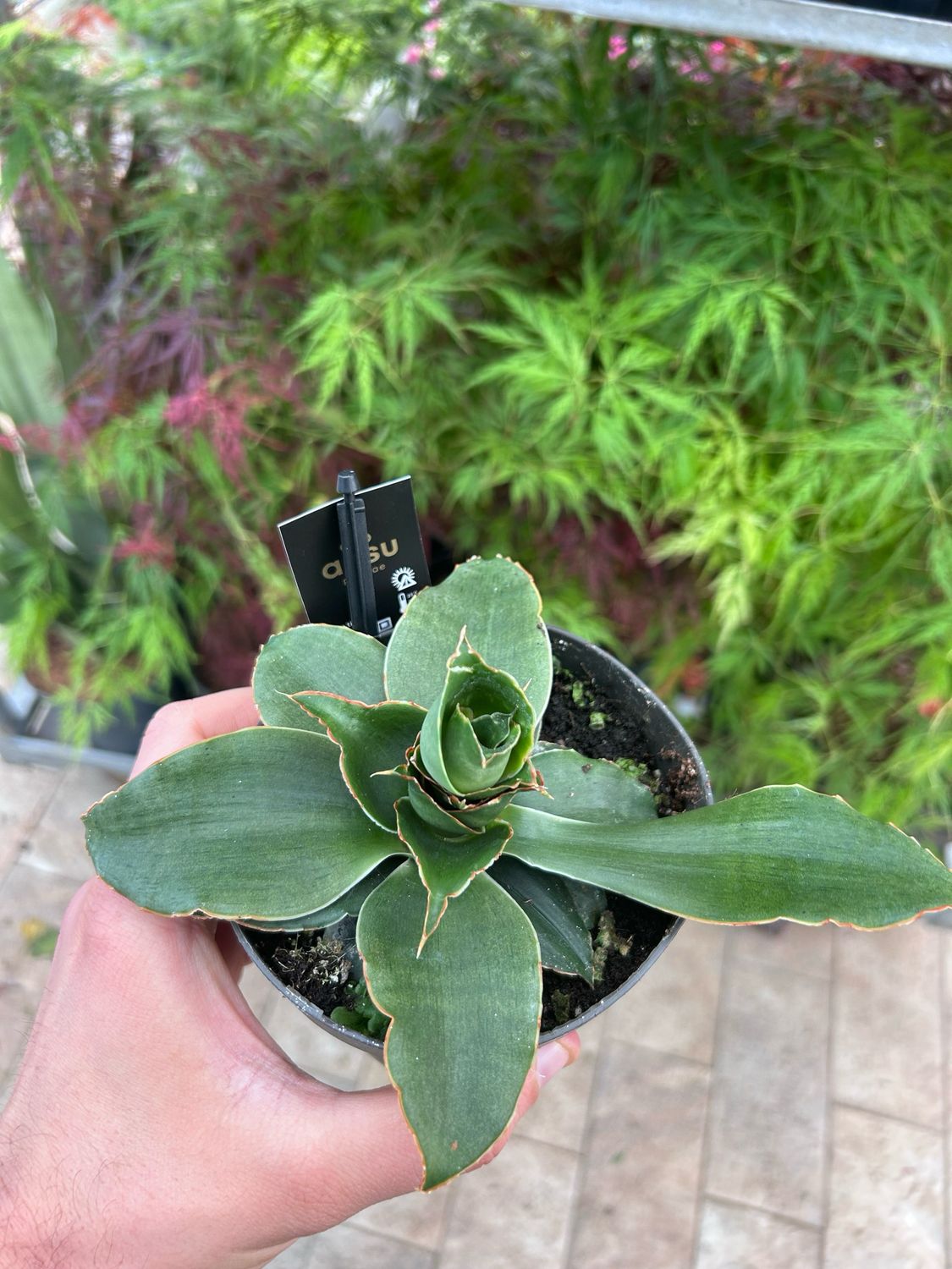 Sansevieria 'Star Rose' - vaso Ø12 cm Sansevieria 'Star Rose' - vaso Ø12 cm