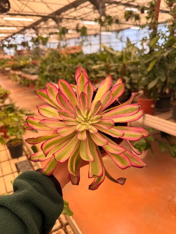 Aeonium Mardi Gras - vaso Ø13 cm
