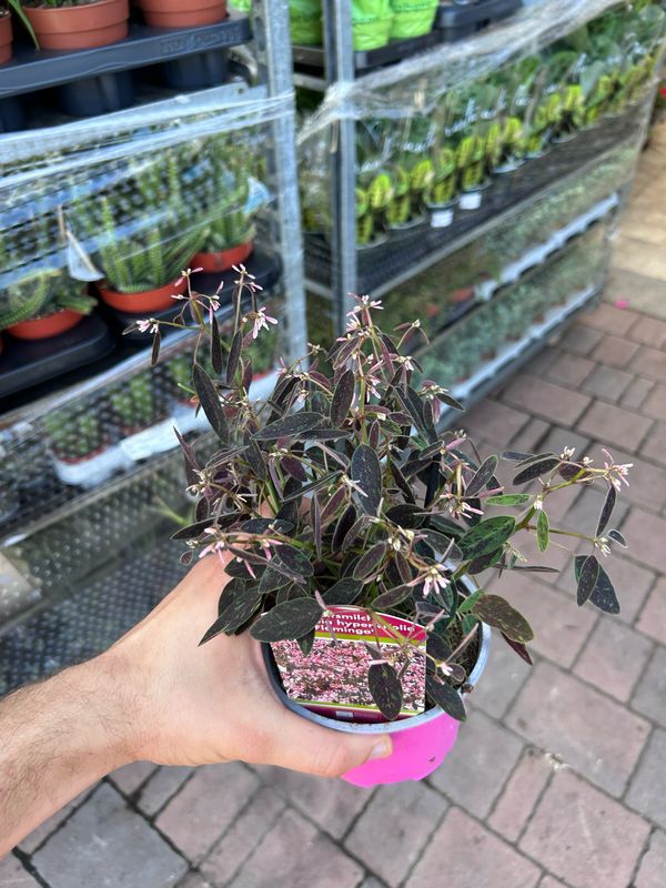 Euphorbia hypericifolia 'Flamingo' - vaso Ø12 cm