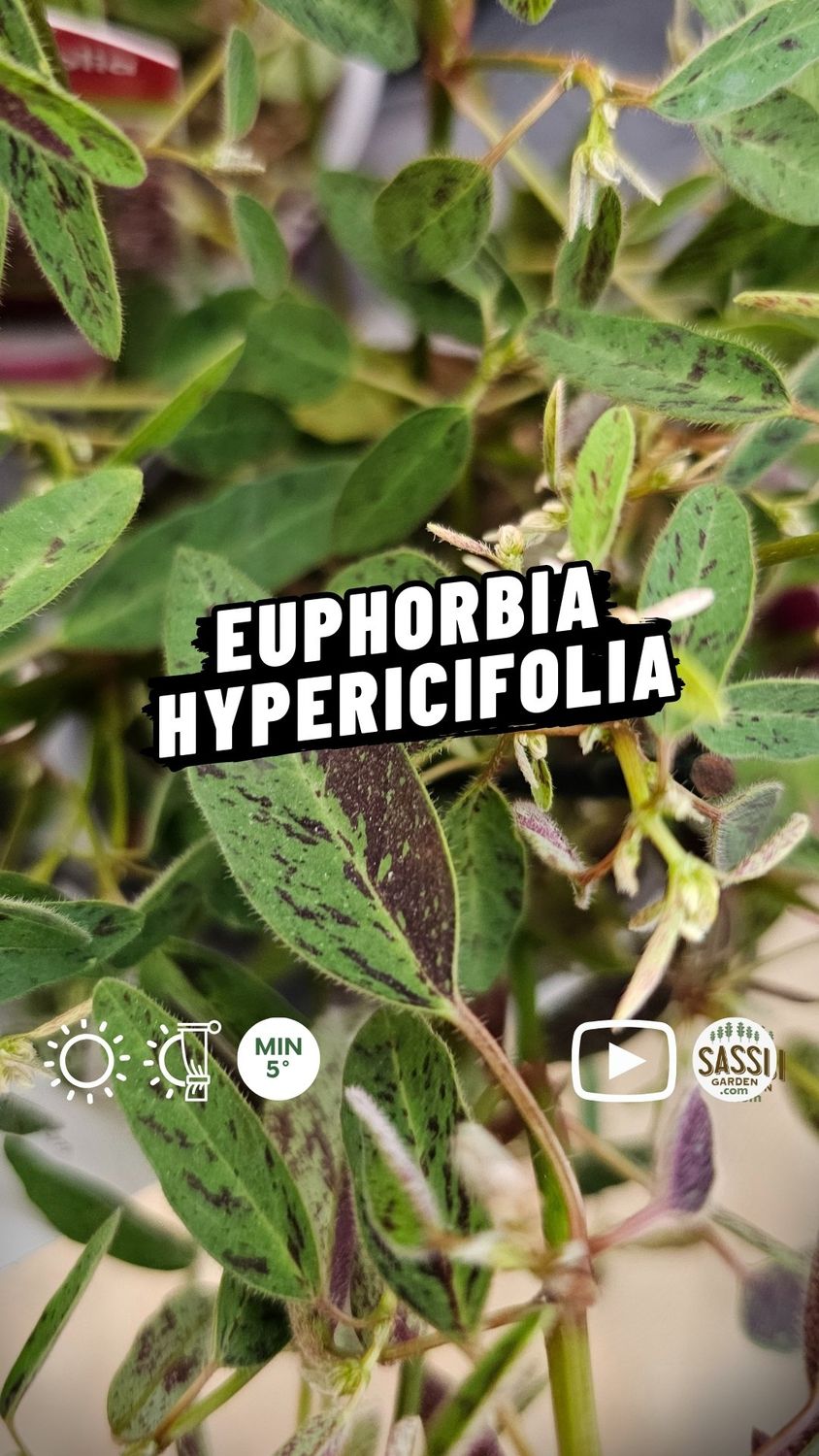 Euphorbia hypericifolia 'Flamingo' - vaso Ø13 cm