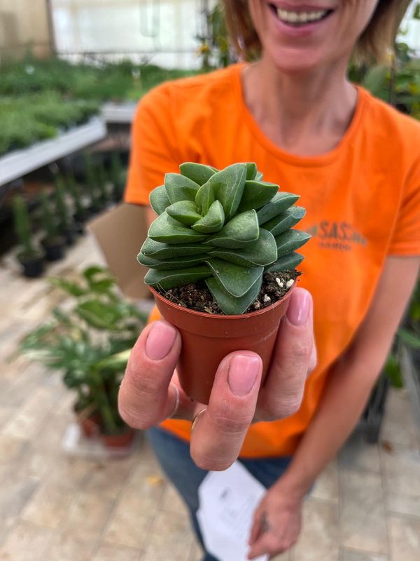 Crassula 'Springtime' - vaso  Ø 5,5 cm