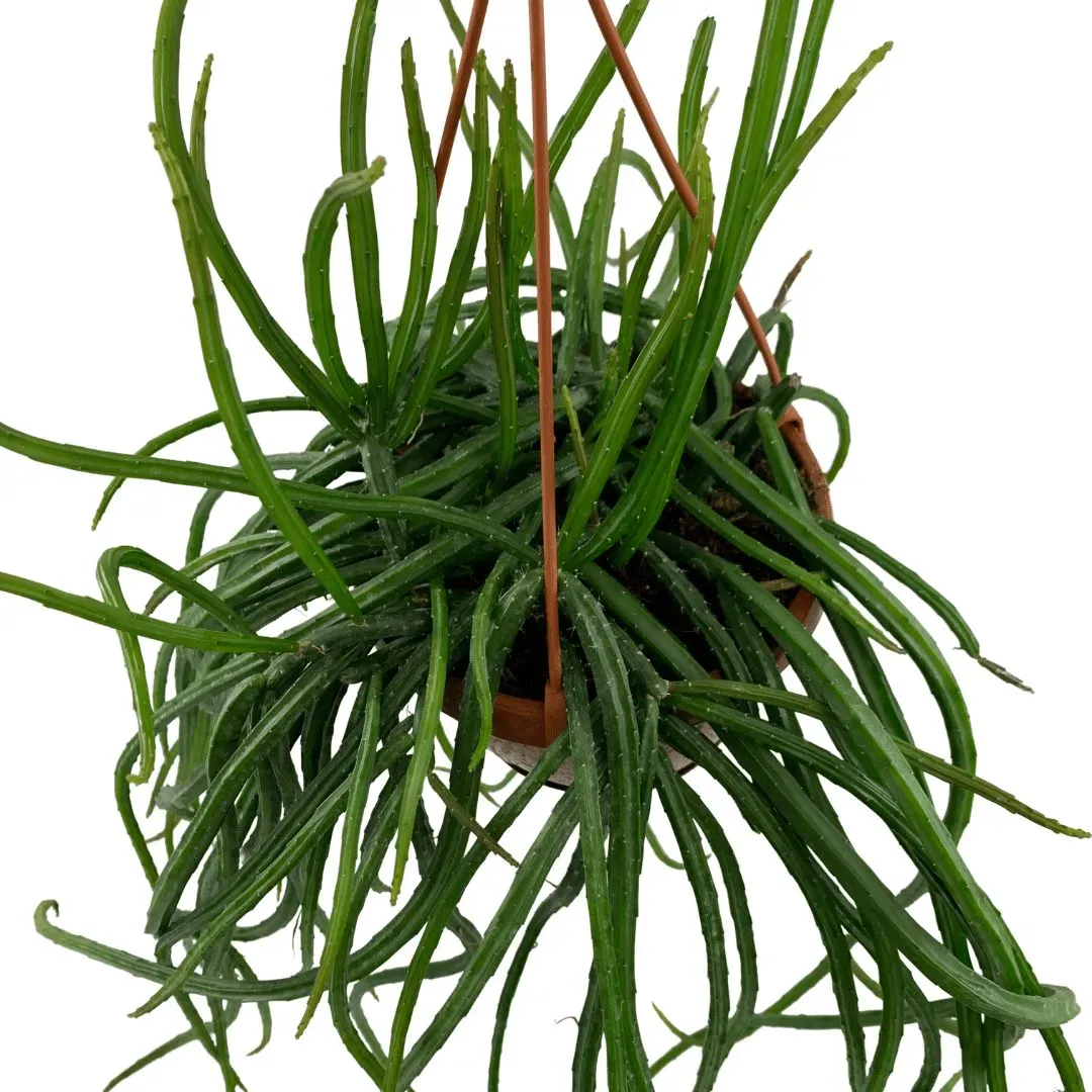 Rhipsalis Selenicereus Wercklei - vaso Ø21 cm Rhipsalis Selenicereus Wercklei - vaso Ø21 cm