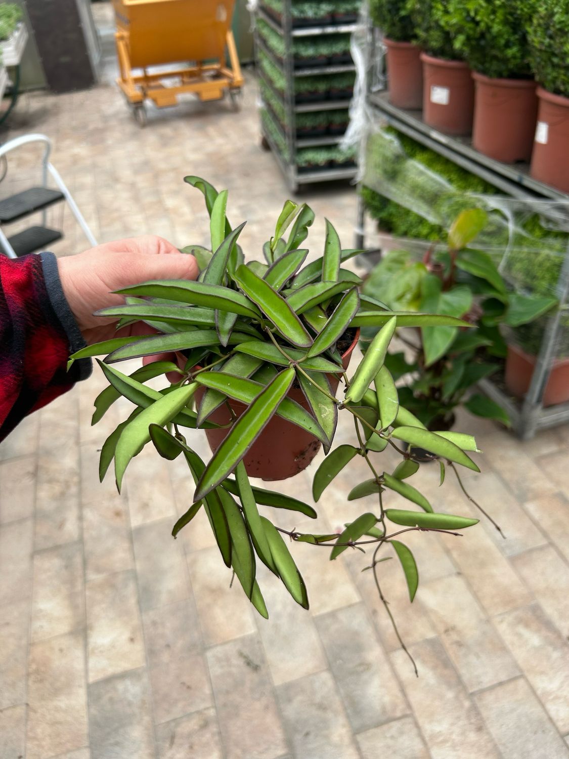 Hoya wayetii - vaso Ø12 cm Hoya wayetii - vaso Ø12 cm