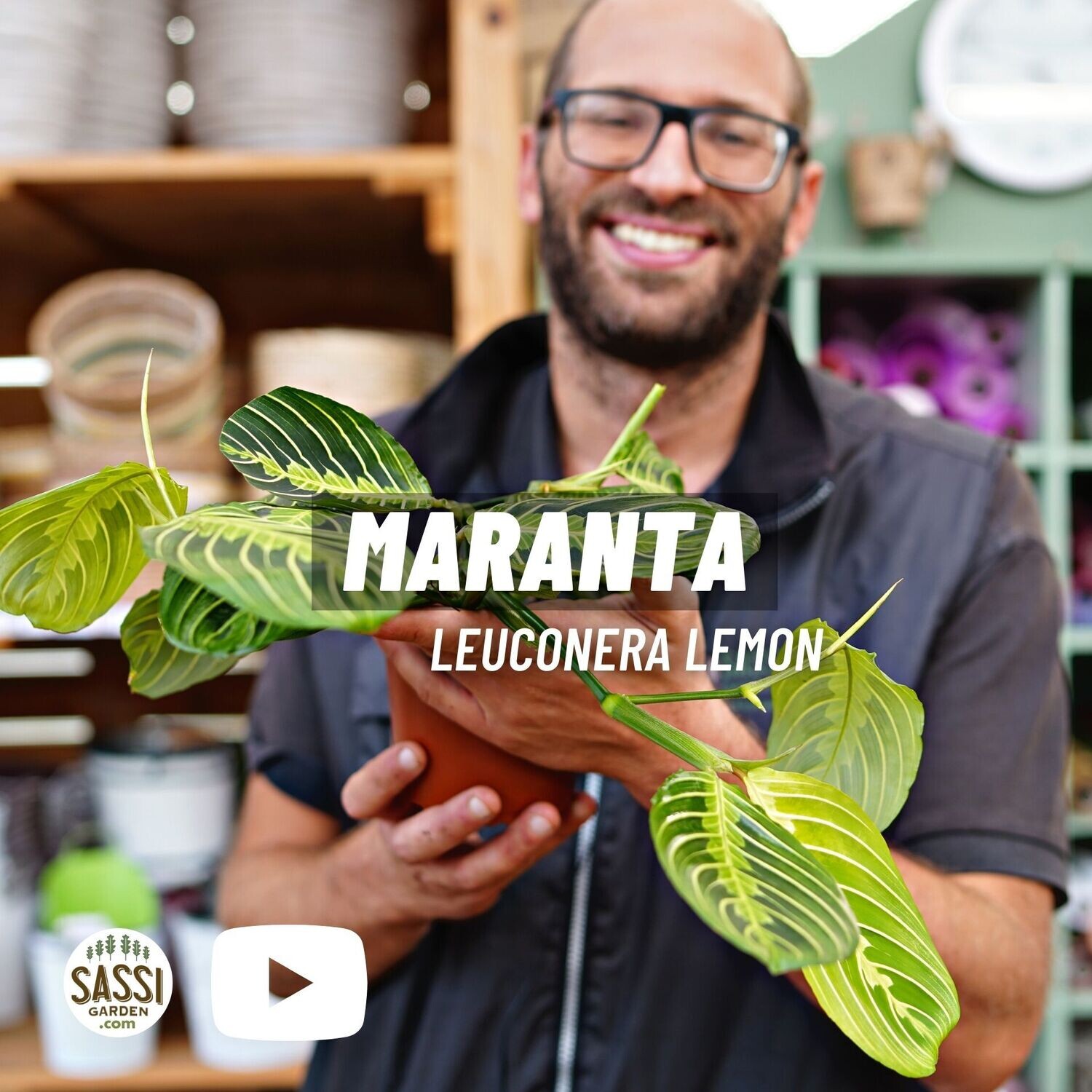 Maranta Leuconera, Leuconeura 'Lemon Lime' - vaso Ø15 cm